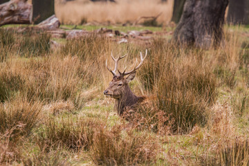 Beautiful portrait of a deer roaming free in the park