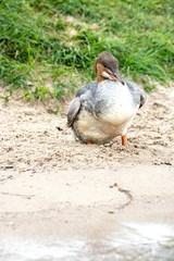 Gänsesäger (Mergus merganser merganser) am Sandstrand, Schweriner See, Mecklenburg-Vorpommern, Deutschland 