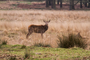 Beautiful portrait of a deer roaming free in the park
