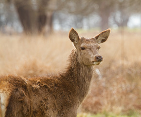 Beautiful portrait of a deer roaming free in the park