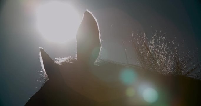 the ears and the withers of the thoroughbred racing stallion horse close-up in slow mane in the wind in sunlight on background