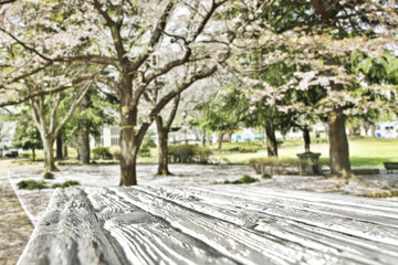 wooden desk and spring trees 