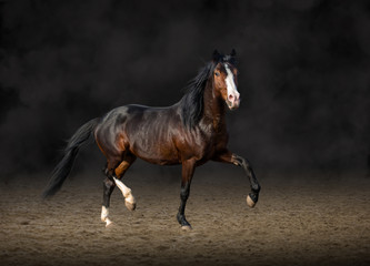 Fototapeta na wymiar Bay horse running on smoke and black background