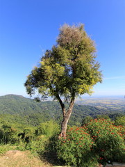 Lone tree and bush of flower