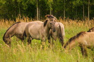 Fototapeta premium Wild horses grazing in a meadow