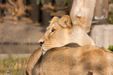 Lions sunbathing in the zoo