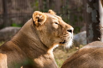 Lions sunbathing in the zoo