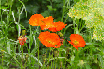 Klatschmohnblüten