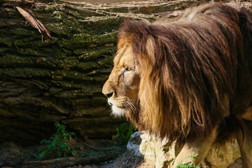 Naklejka premium Lions sunbathing in the zoo