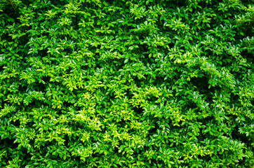 Fototapeta premium Copy space of green nature leaf abstract texture background.