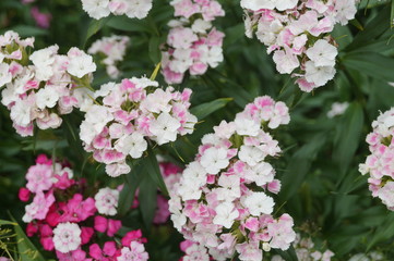 carnation flowers