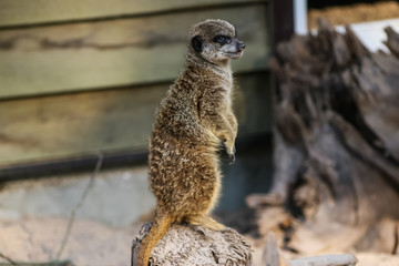 Meercat family in the zoo