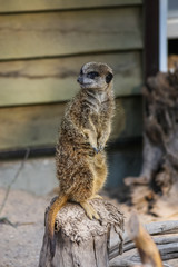 Meercat family in the zoo