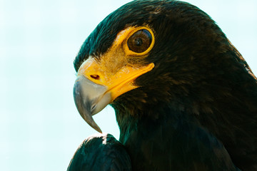 Black Eagle Looking at you.