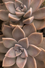 echeveria succulent plant