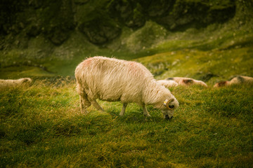 Sheep grazing in Carpathian mountains