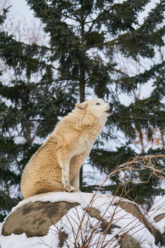 シンリンオオカミの遠吠え
