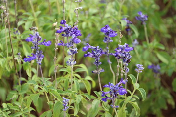 Lavender purple color flower field