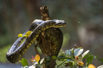 Snake in wilde life on a tree