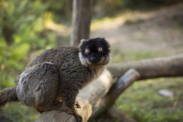 Lemur in their natural habitat, Madagascar.