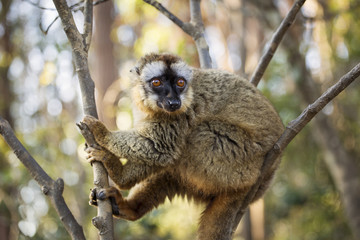 Lemur in their natural habitat, Madagascar.