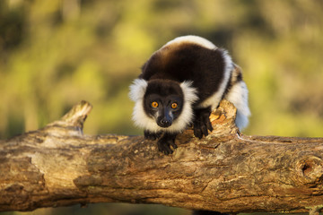 Lemur in their natural habitat, Madagascar.