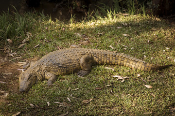 Portrait Madagascar Crocodile, Crocodylus niloticus madagascariensis, Madagascar