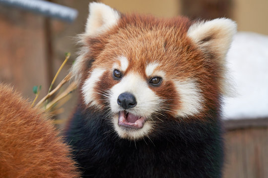 レッサーパンダの顔
