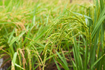 Rice spike in the field.