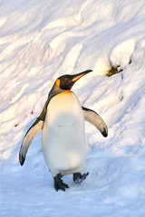雪の上を散歩するコウテイペンギン   © yuji_to