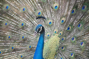 Fototapeta na wymiar Peacock dancing to woo its partner