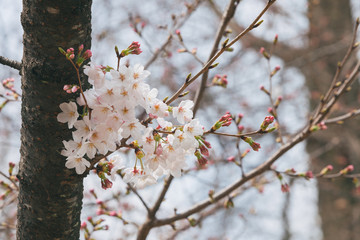 Branch of white Cherry Blossoms.