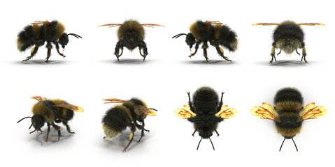 The Bumblebee or Bumble Bee Bombus terrestris isolated renders set from different angles on a white. 3D illustration