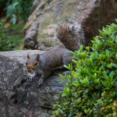 A beautiful squirrel in a London park