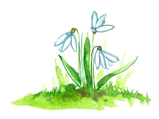 Three white snowdrop flowers with fresh bright green leaves and grass painted in watercolor on clean white background