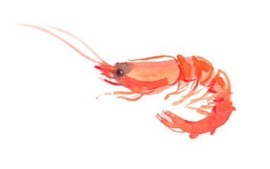 Single orange shrimp painted in watercolor on clean white background