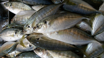 Fresh and raw silver tuna or mackerel fishes on ice