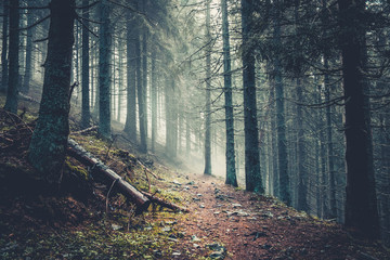 Trail in a dark pine forest on the slopes of the mountain. Carpathians, Ukraine, Europe. Beauty world. Vintage filter