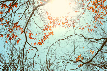 Nature autumn silhouette tree branch on sky abstract background.