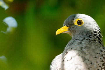Grey bird with green background.