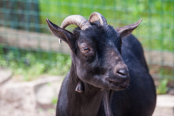 A beautiful portrait of a goat in the zoo