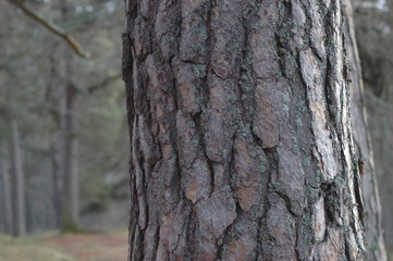 Closeup of the texture of Scot's pine bark