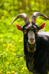 A beautiful portrait of a goat in the zoo