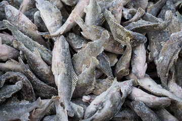 Small raw freshwater fish ruff