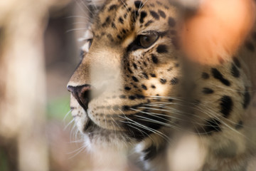 A beautiful leopard in the zoo