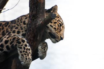 Obraz na płótnie Canvas A beautiful leopard in the zoo