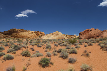 desert fauna and rocks at valley of fire