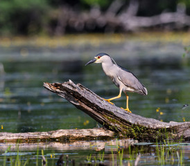 Black-crowned Night Heron