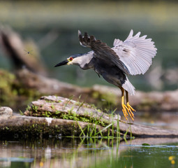 Black-crowned Night Heron Landing
