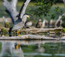 Black-crowned Night Heron